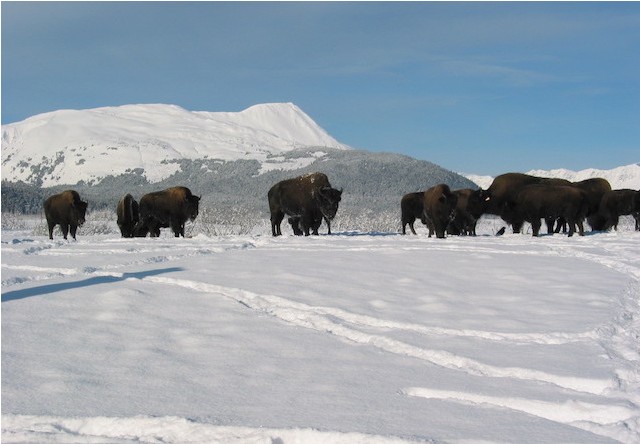 Anchorage Wildlife Tour Alaska Shore Excursions